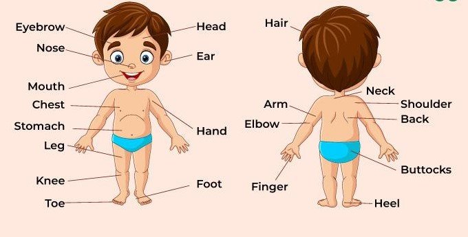 body parts name