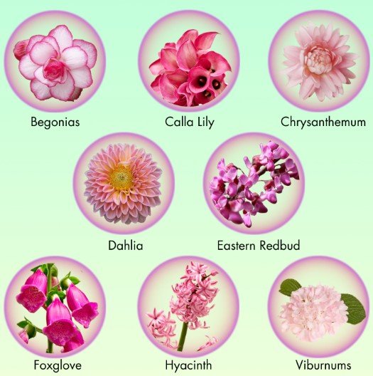 flowers name
