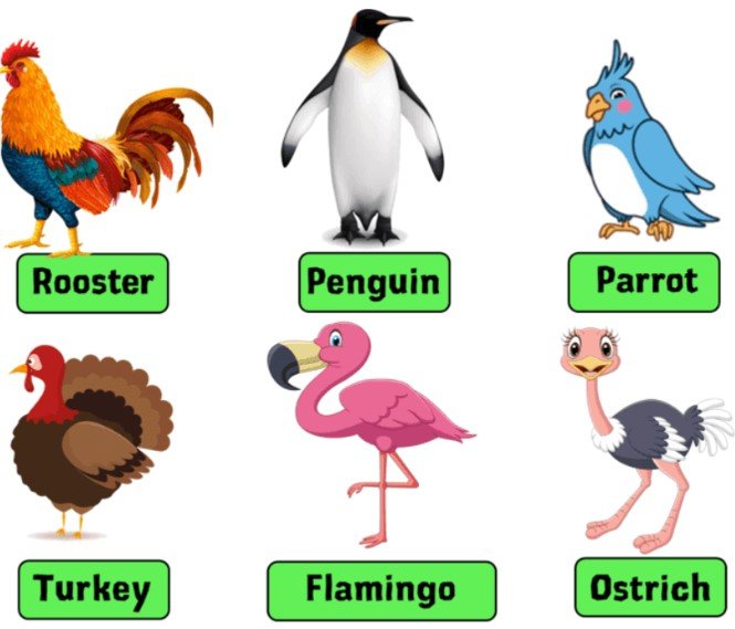 birds name