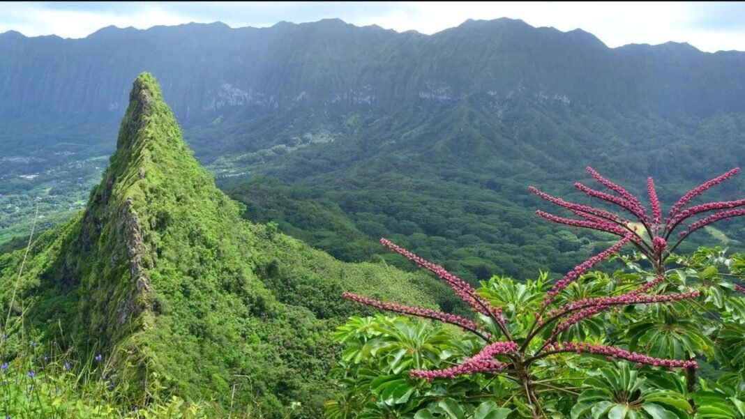 Name the Rainforest That Is So Big