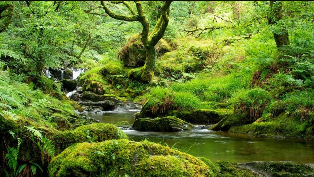 Name the Rainforest That Is So Big in UK