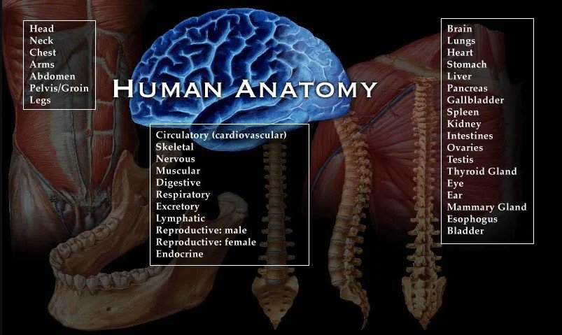 Body Parts Name: A Complete Guide to Human Anatomy