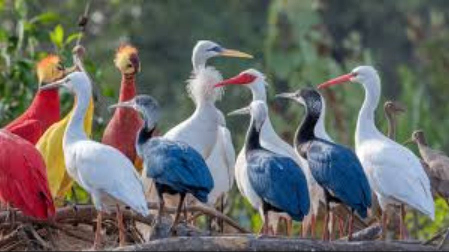 Birds Name: A Complete Guide to Popular Bird Species